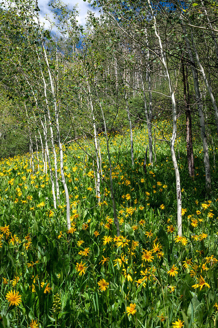 USA, Colorado. Wildblumenwiese im White River National Forest