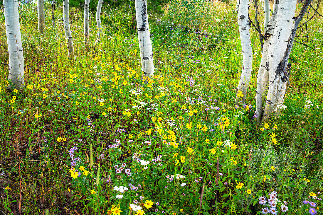 USA, Colorado. Bunte Sommerwiese mit Wildblumen und Espen.