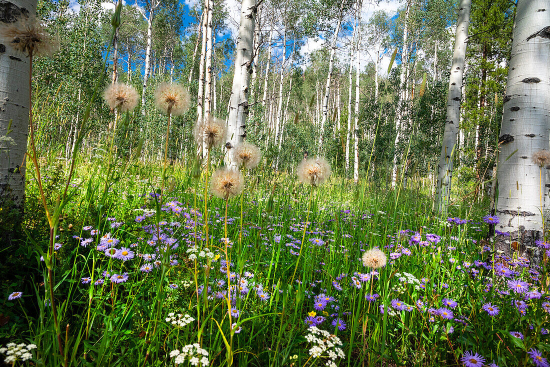 USA, Colorado. Wildflowers in a grove of Aspen trees.