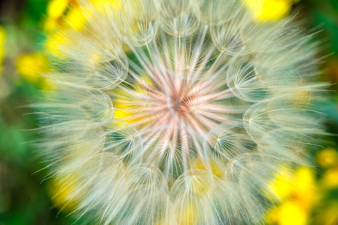 USA, Colorado. Nahaufnahme von Schwarzwurzeln in voller Blüte.