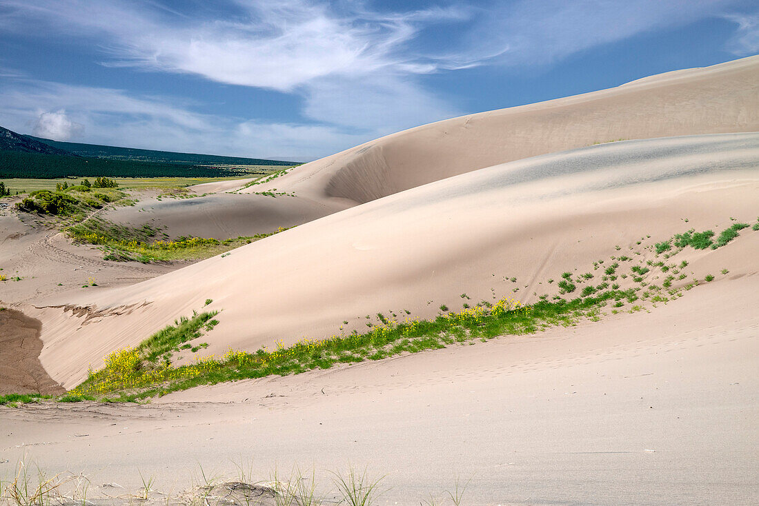 USA, Colorado. Wildflowers blooming in Great Sand Dunes National Park.