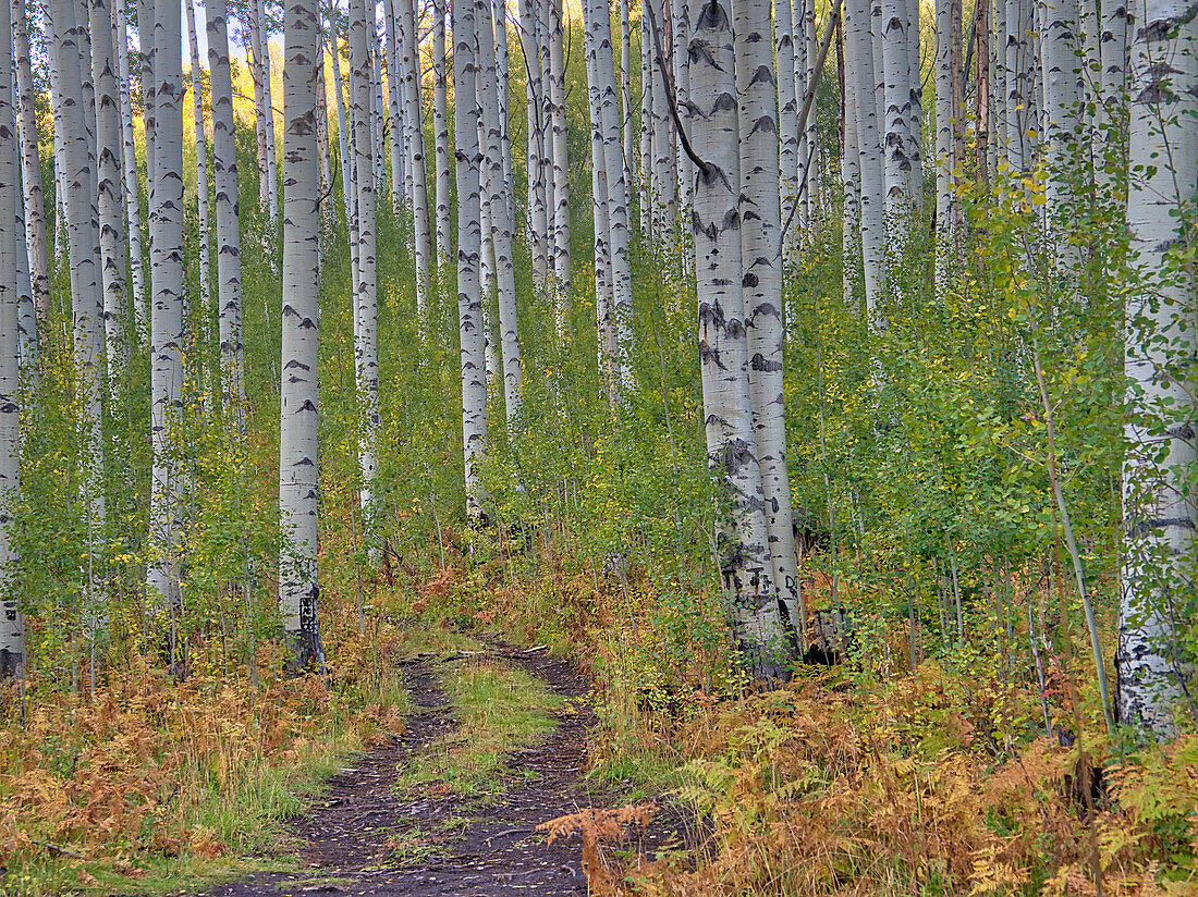 USA, Colorado, Aspen. Nebenstraße und Espen