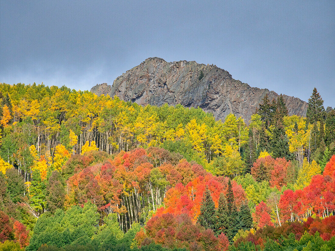 USA, Colorado, Kebler-Pass. Leuchtende Herbstfarben am Kebler Pass