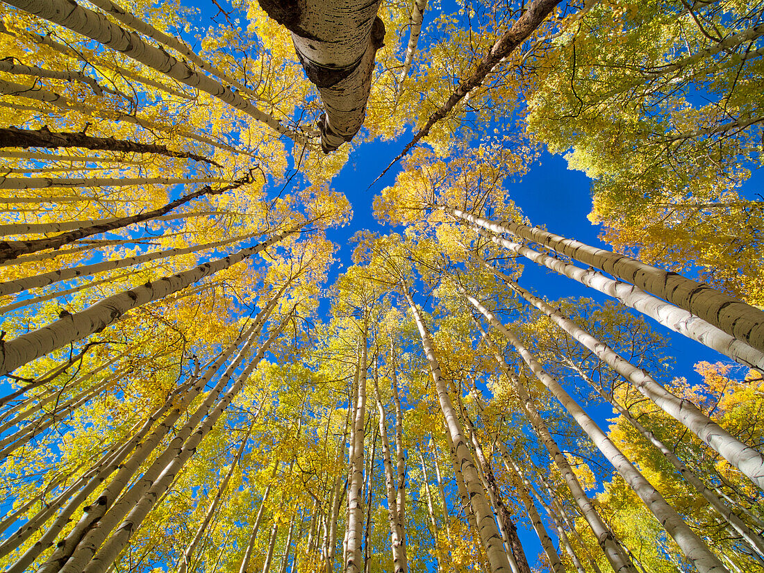 USA, Colorado, Kebler Pass. Aspenwald in Herbstfärbung vom Waldboden aus gesehen,