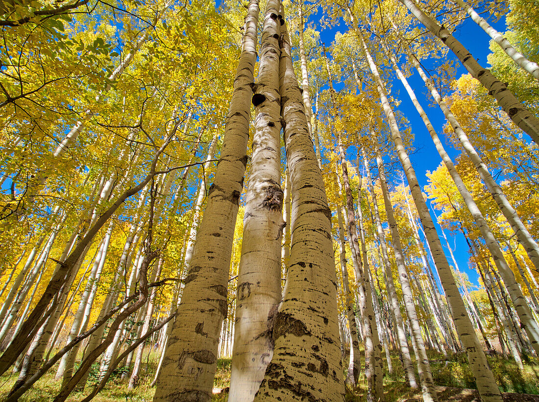 USA, Colorado, Kebler Pass. Aspen forest in fall color as seen from the forest floor,