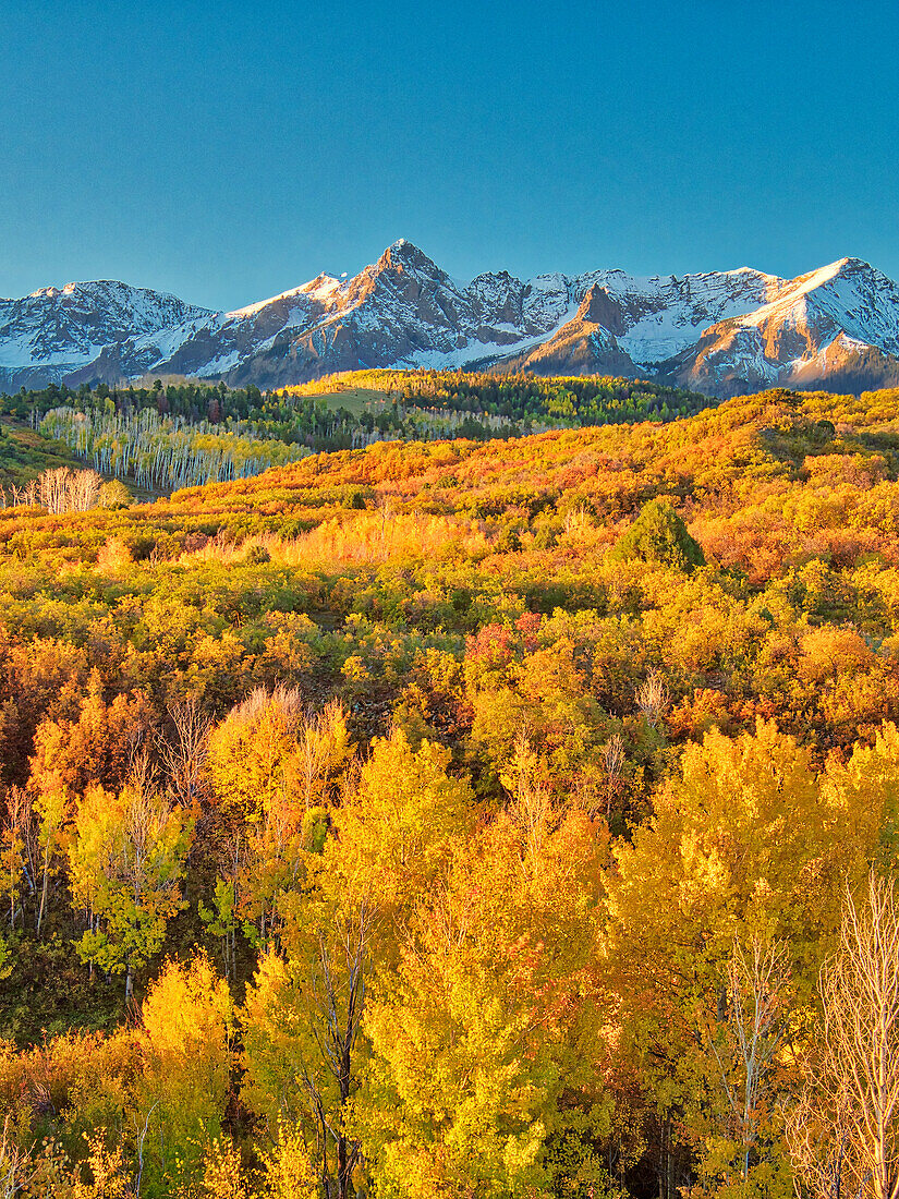 USA, Colorado, Quray. Dallas Divide, sunrise on the Mt. Snaffles with autumn colors