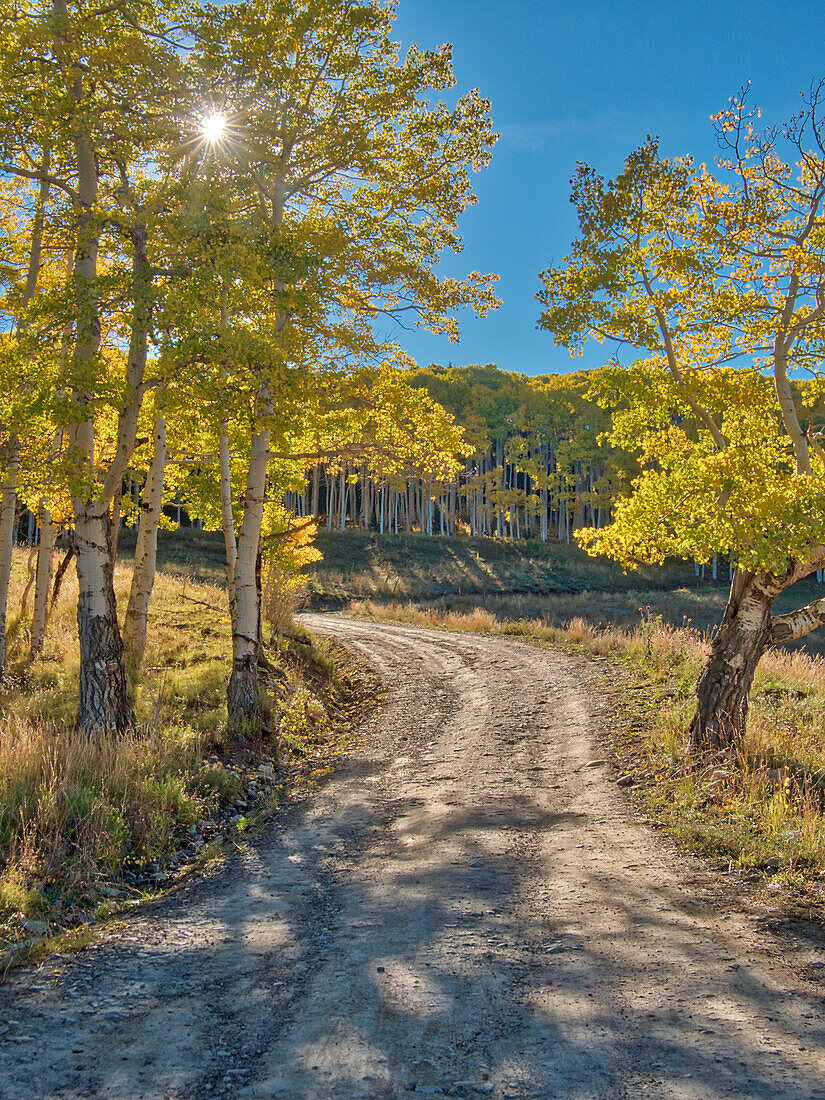 USA, Colorado, Quray. Last Dollar Road mit Sonnenaufgang durch die Aspenbäume