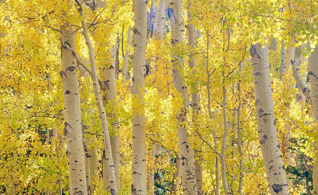 USA, Colorado, Quray. Autumn Aspen stand with bright color