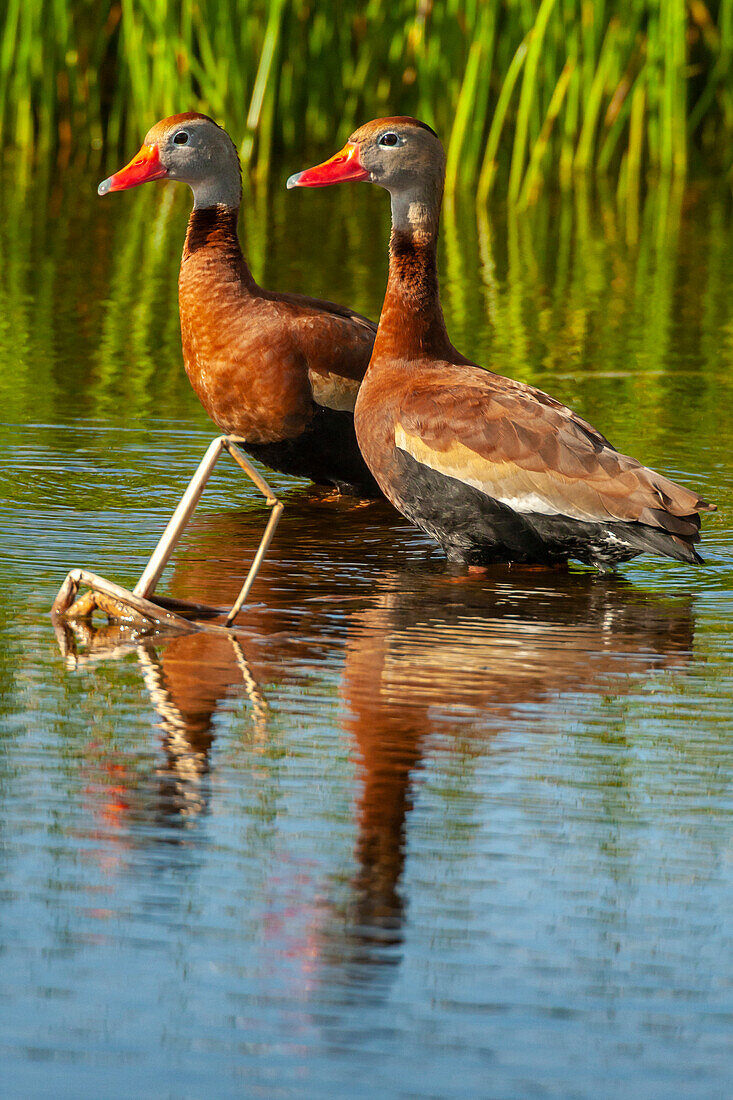 USA, Florida, Wakodahatchee Wetlands. Black-bellied whistling duck drakes.