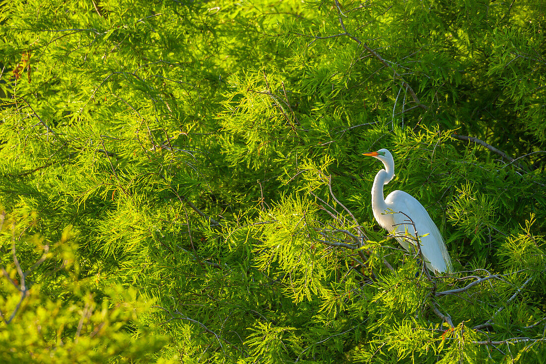 USA, Florida, Anastasia Island. Great egret in tree.