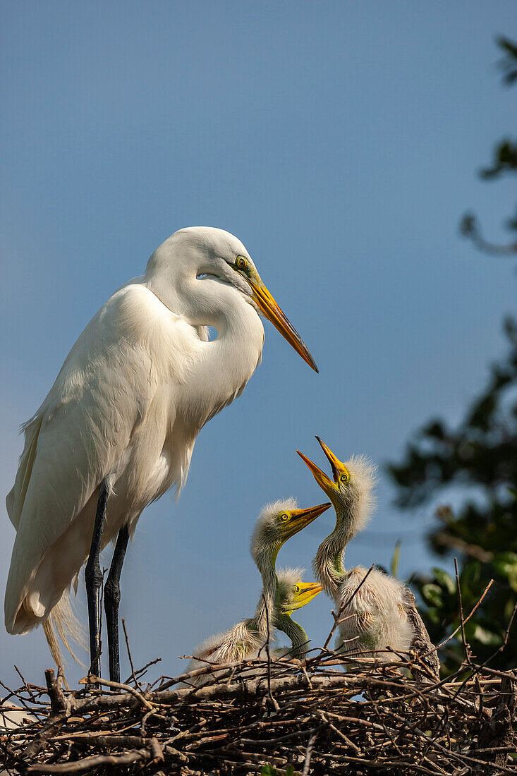 USA, Florida, Anastasia-Insel. Silberreiher und Küken auf dem Nest.