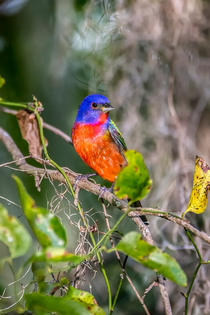 A male painted bunting perched.