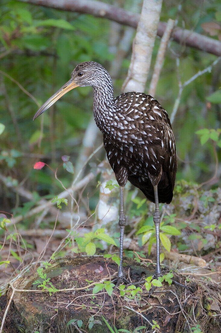 A Limpkin along a creek in south Florida.