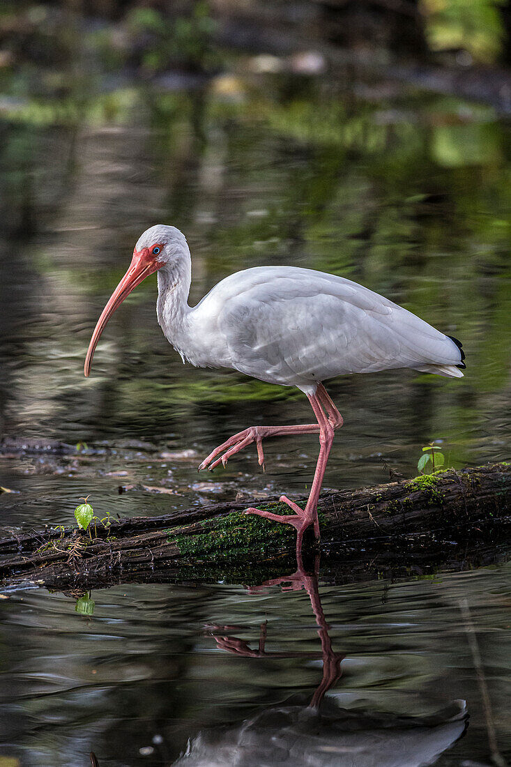 A white ibis searching for food in a south Florida swamp.