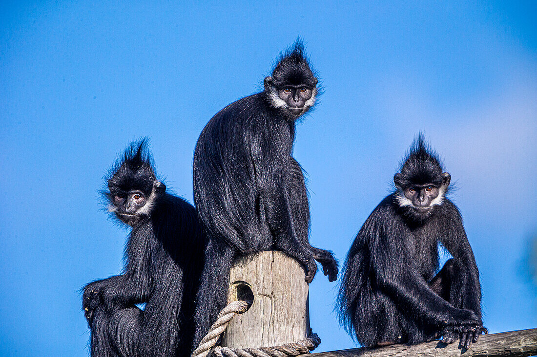 The Francois langur comes from Laos.