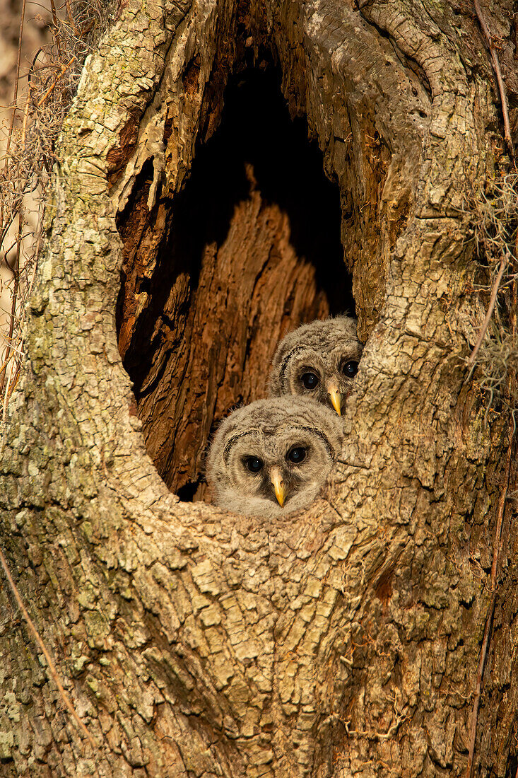 USA, Georgia, Savannah. Sperbereule mit Baby im Nest einer Eiche.