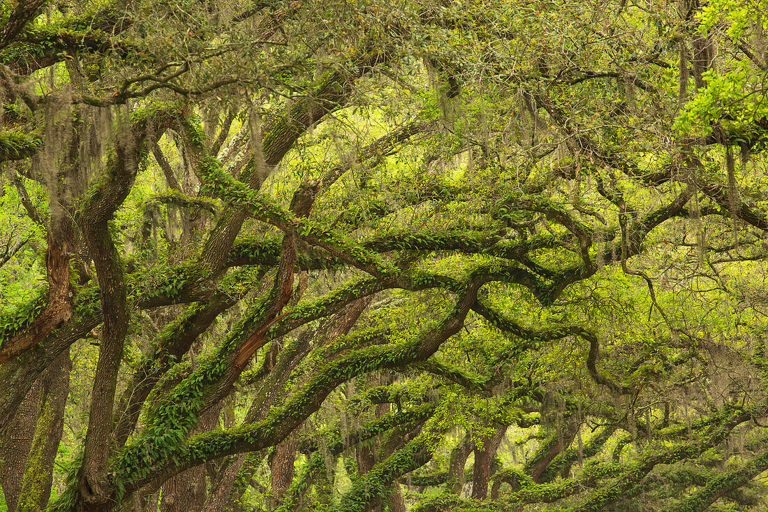 USA, Georgia, Savannah. Eichenäste mit Auferstehungsfarnen entlang der Einfahrt zur Wormsloe Plantation.