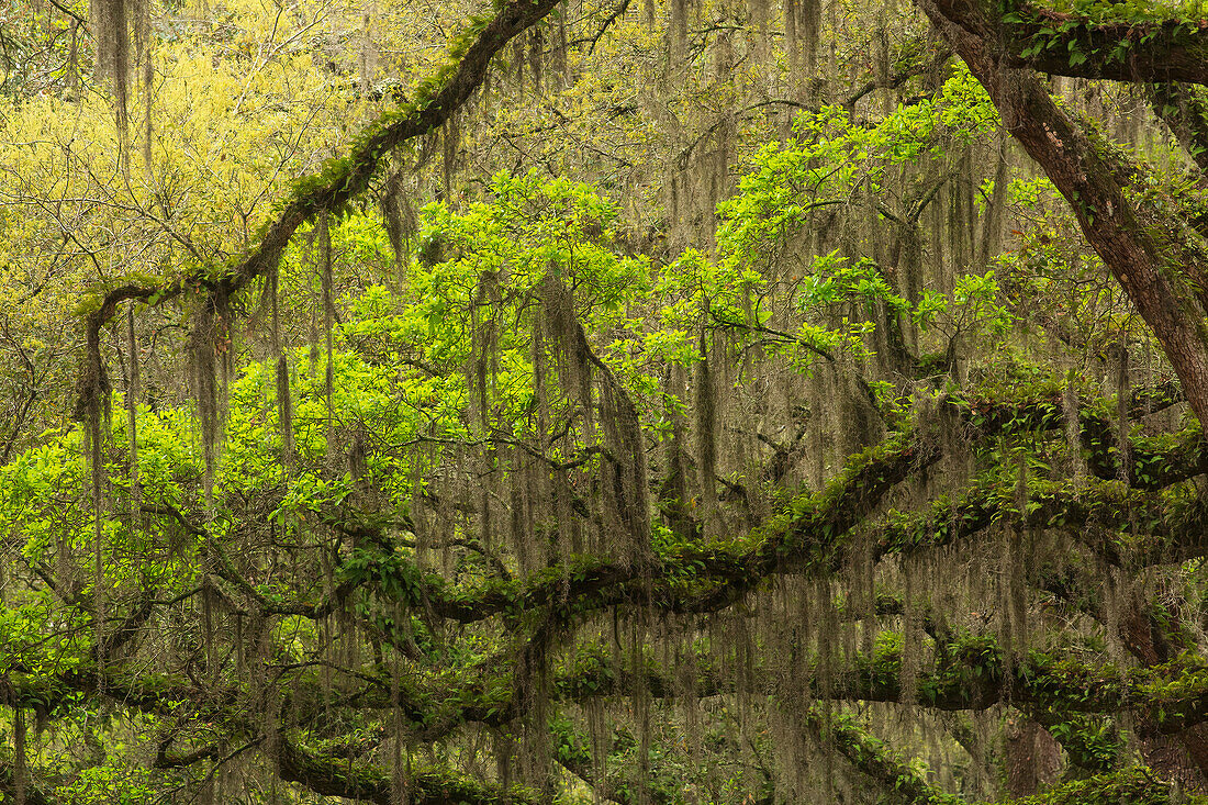 USA, Georgia, Savannah. Eichenäste mit Auferstehungsfarnen entlang der Einfahrt zur Wormsloe Plantation.