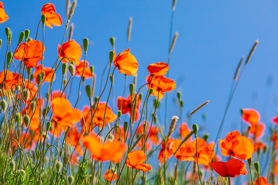 USA, Idaho, Genesee. Rote orangefarbene Mohnblumen.