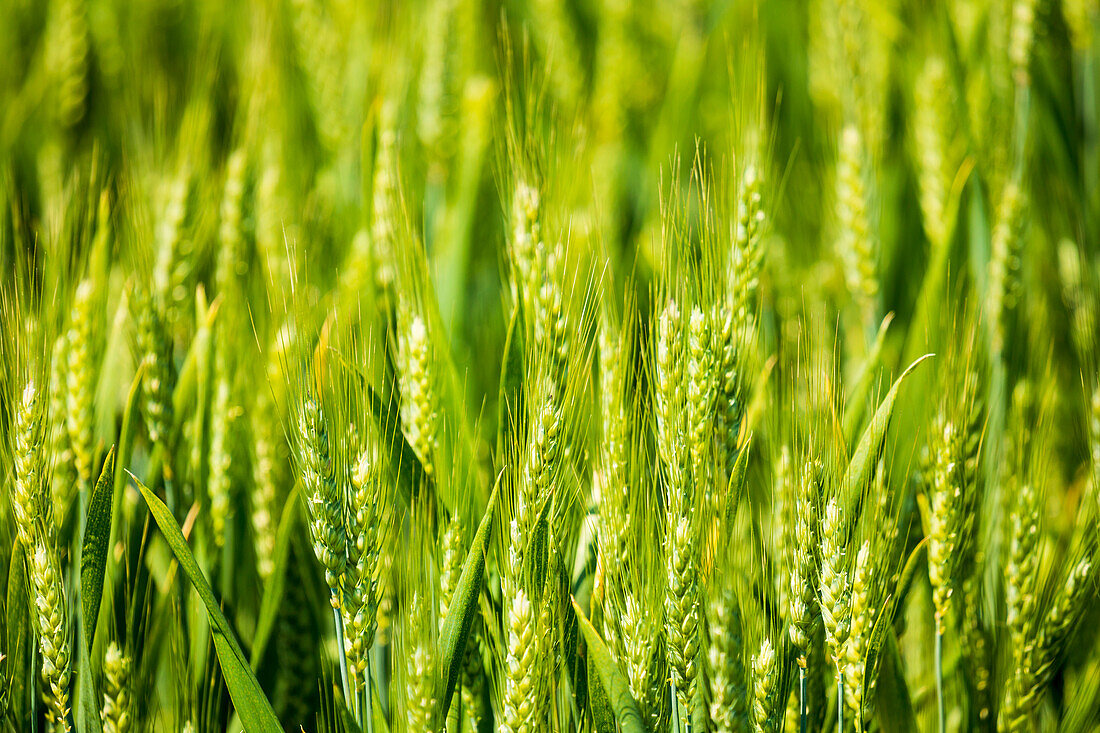 USA, Idaho, Genesee. Green wheat fields.