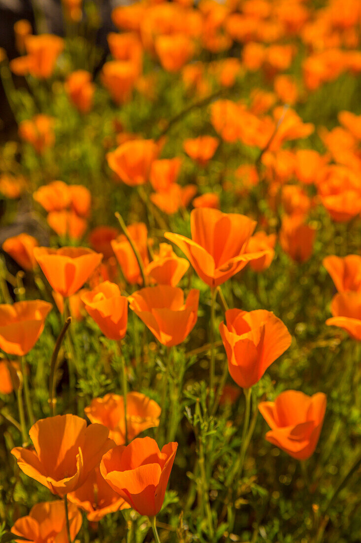 USA, Arizona, Peridot Mesa. Nahaufnahme von blühenden Mohnblumen.