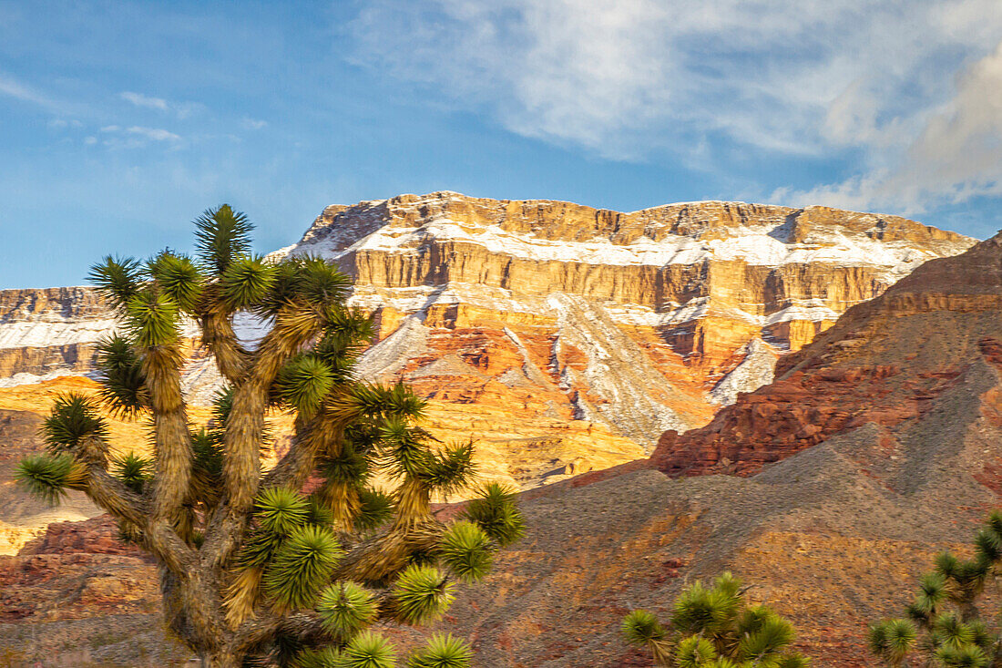 USA, Arizona, Jungferngebirge. Winterlandschaft mit Bergen und Joshua-Bäumen.