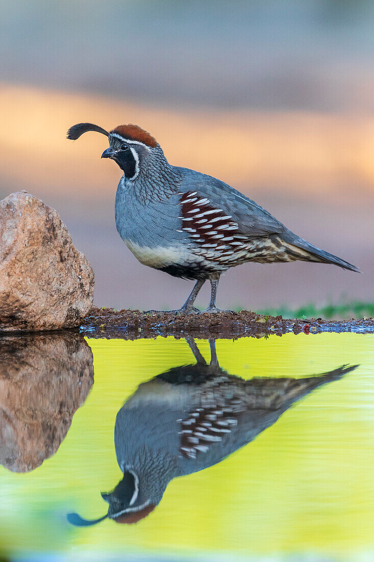 Gambel's Quail male at water, Pima County, Arizona.