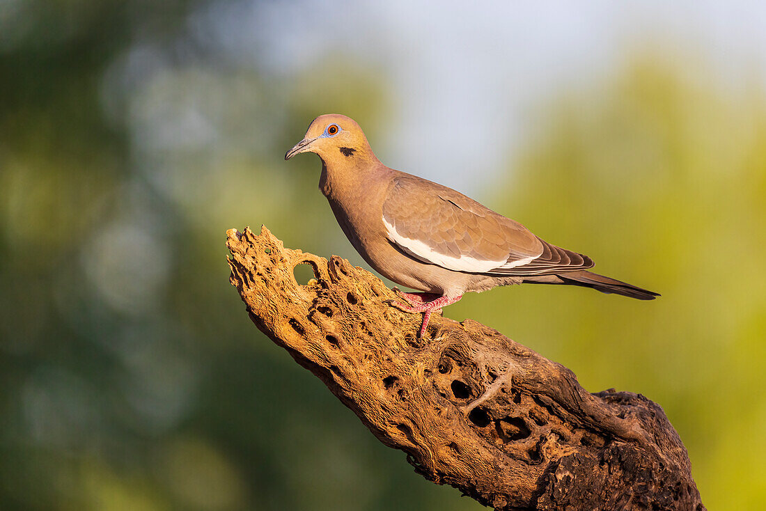 White-winged Dove, Pima County, Arizona.