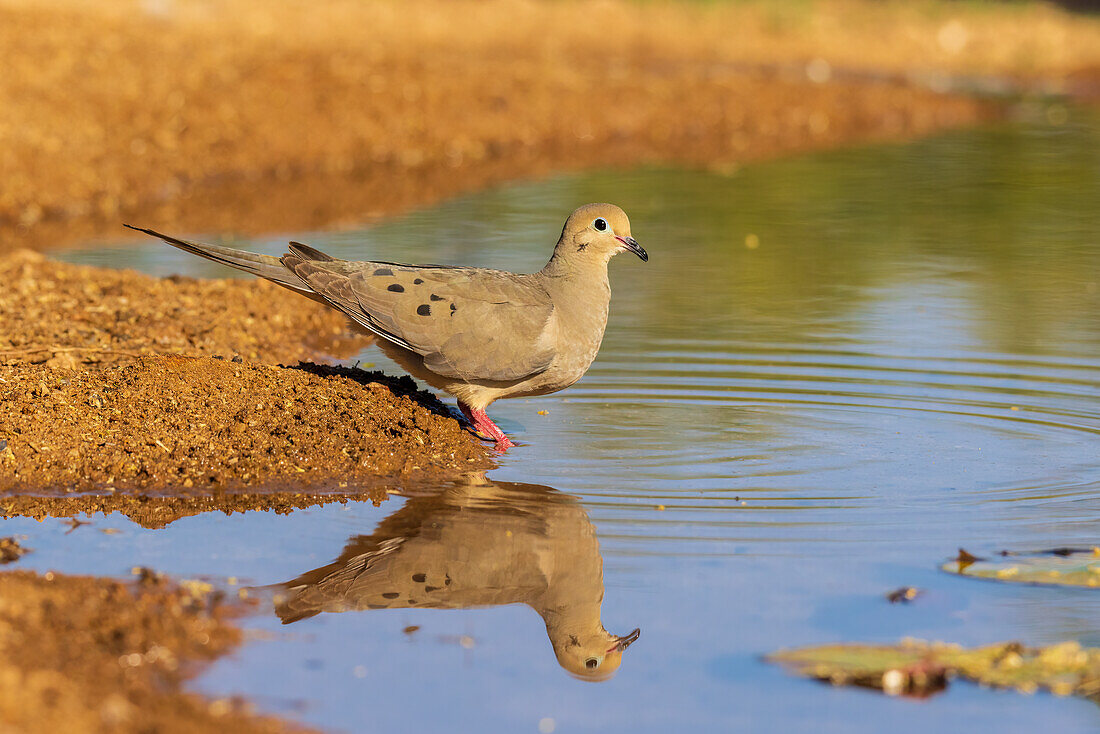 Trauertaube am Wasser, Pima County, Arizona.