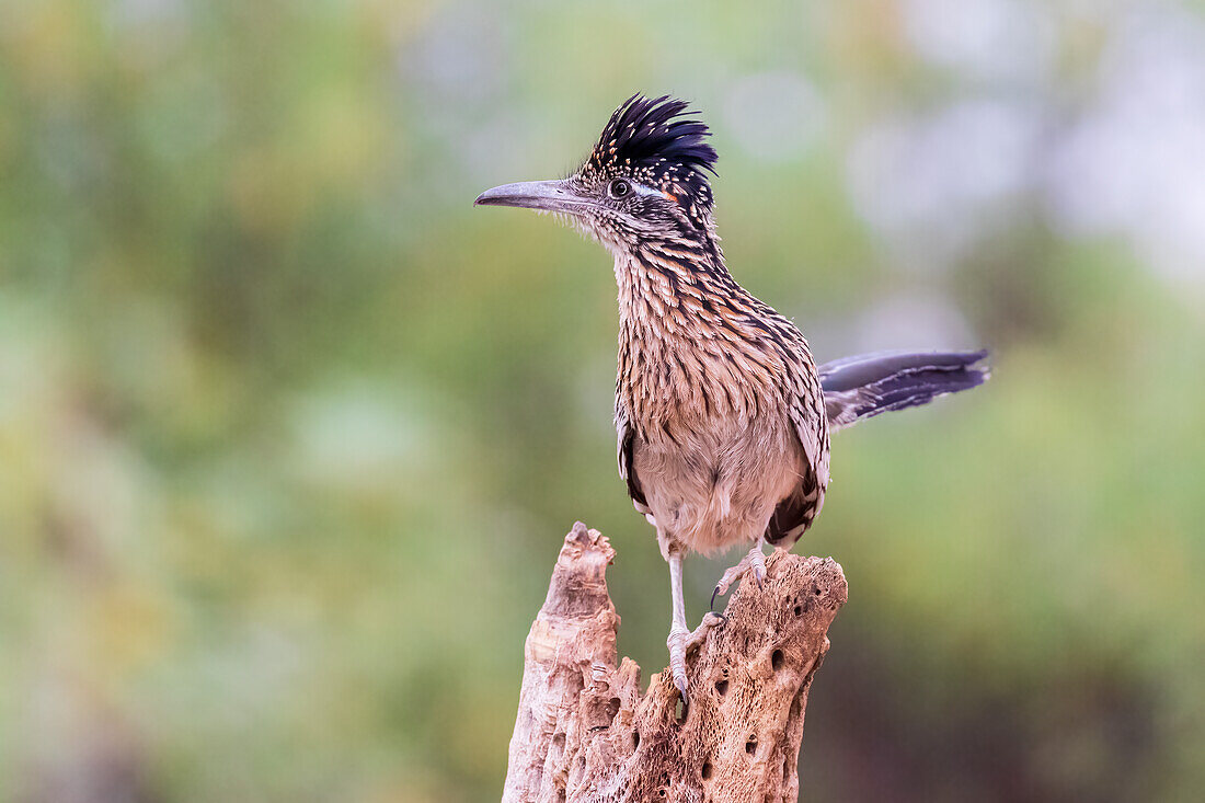 Großer Roadrunner in der Wüste, Pima County, Arizona.