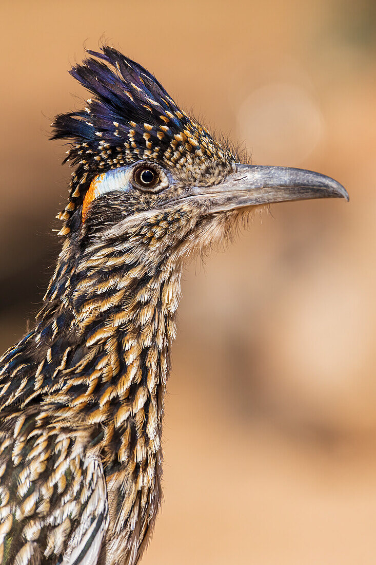 Greater Roadrunner in desert, Pima County, Arizona.