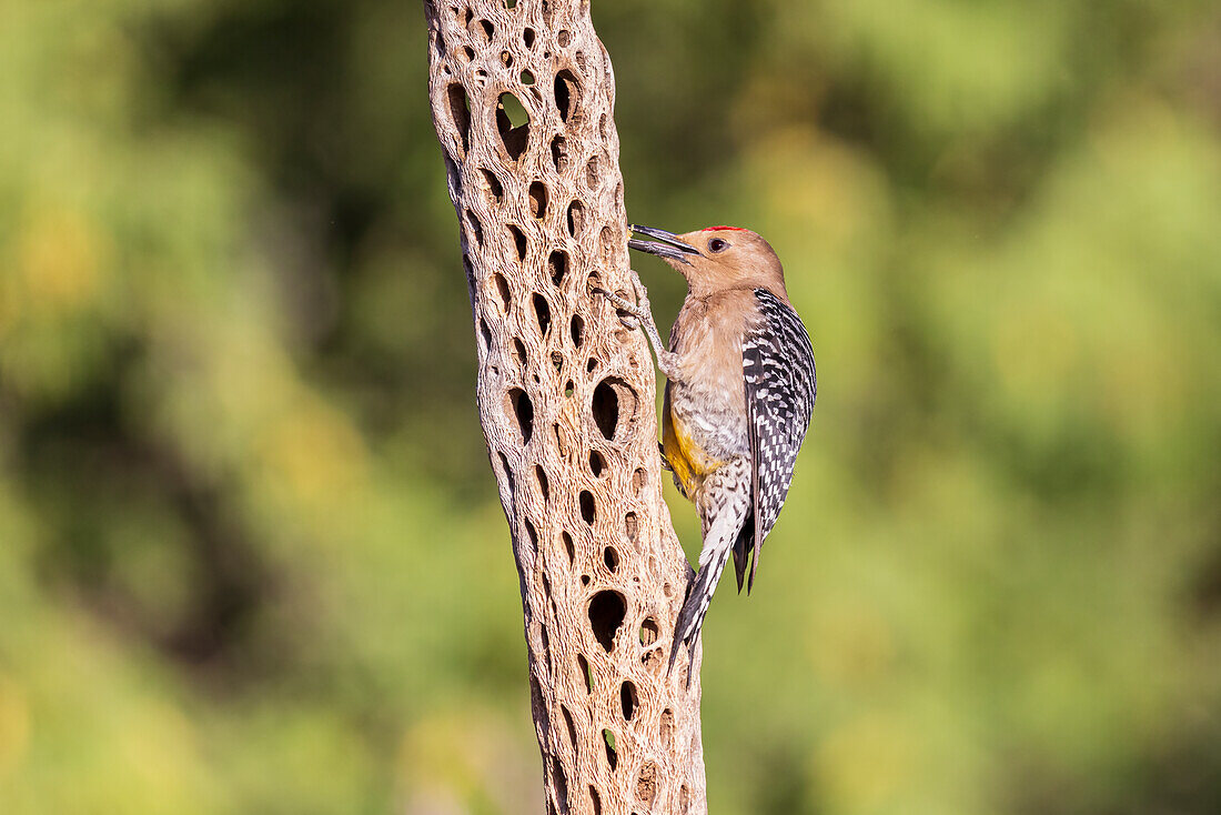 Männlicher Gila-Specht auf einem Baum, Pima County, Arizona.