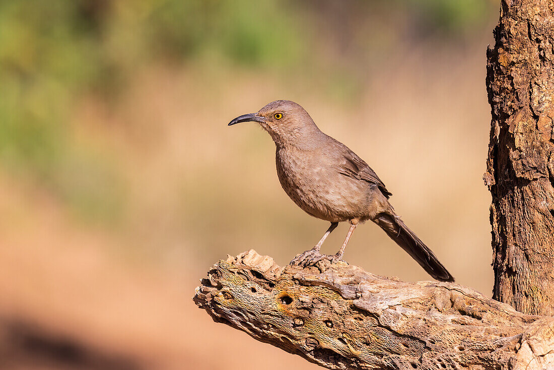 Curve-billed Thrasher, Pima County, Arizona.