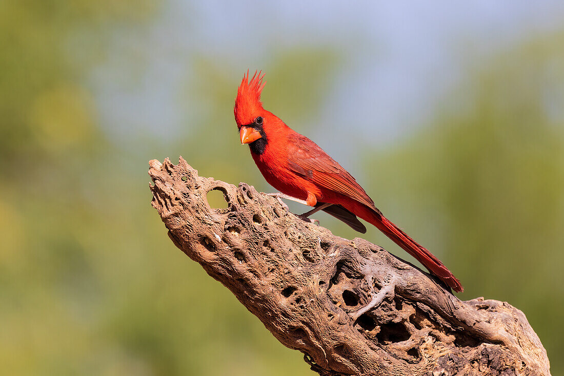 Nördlicher Kardinal, männlich, Pima County, Arizona.