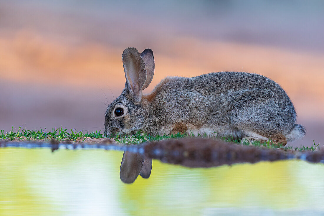 Desert Cottontail at water, Pima County, Arizona.