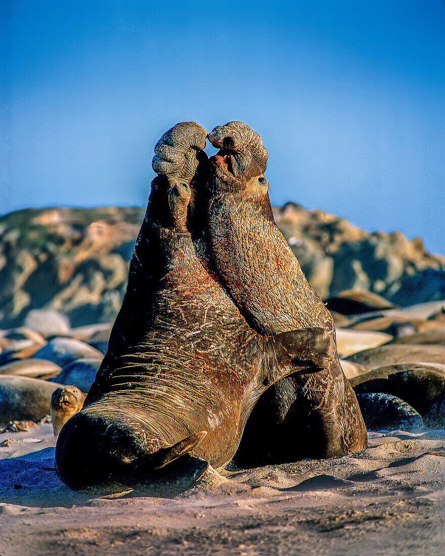 USA, California, Channel Islands National Park. Male elephant seals on San Miguel Island fight for mating rights.