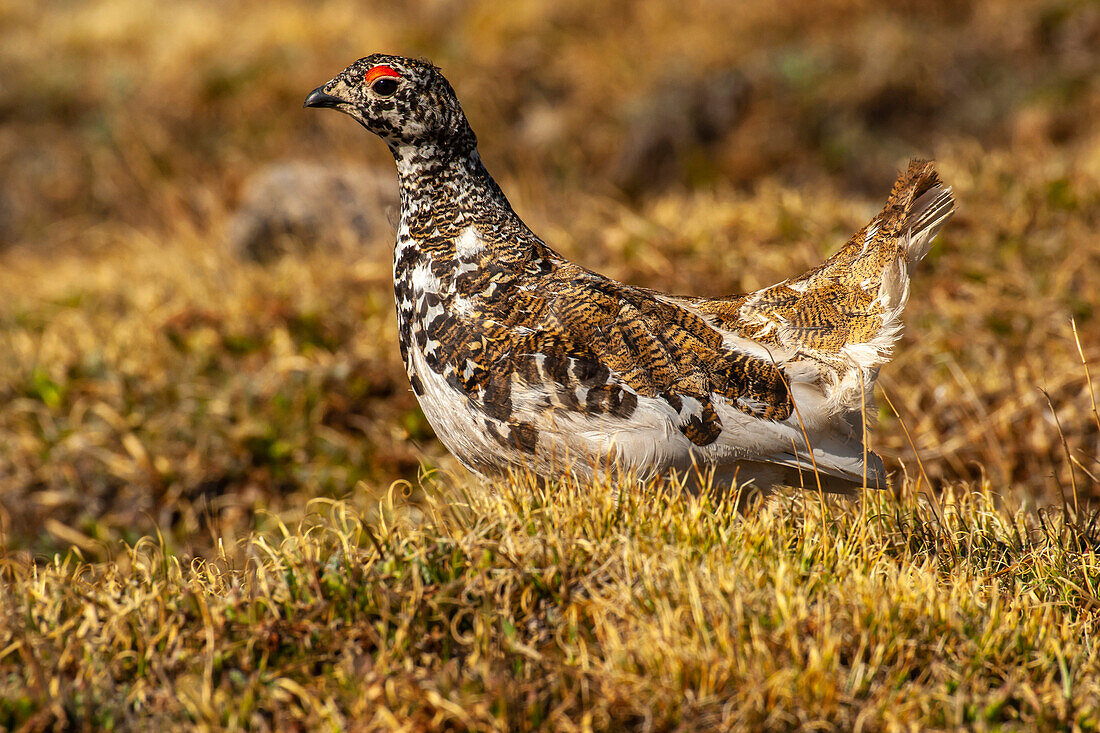 USA, Colorado, Mt. Evans. White-tailed ptarmigan bird changing plumage.