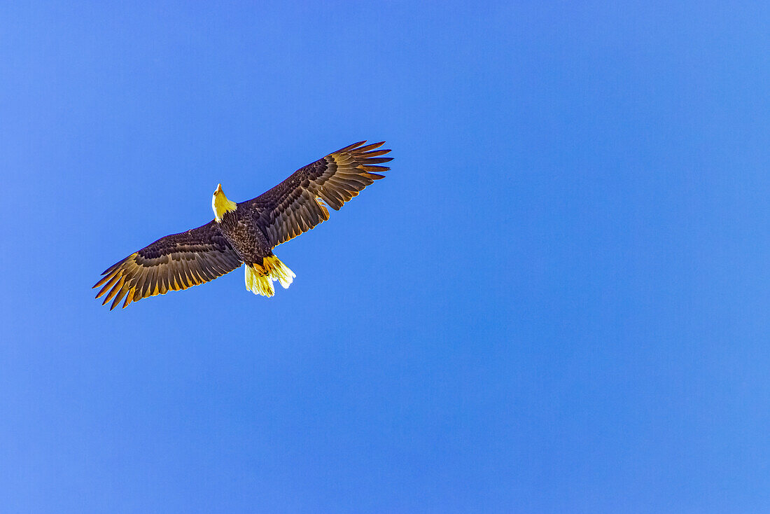 USA, Colorado, Fossil Creek Stausee. Weißkopfseeadler im Flug.