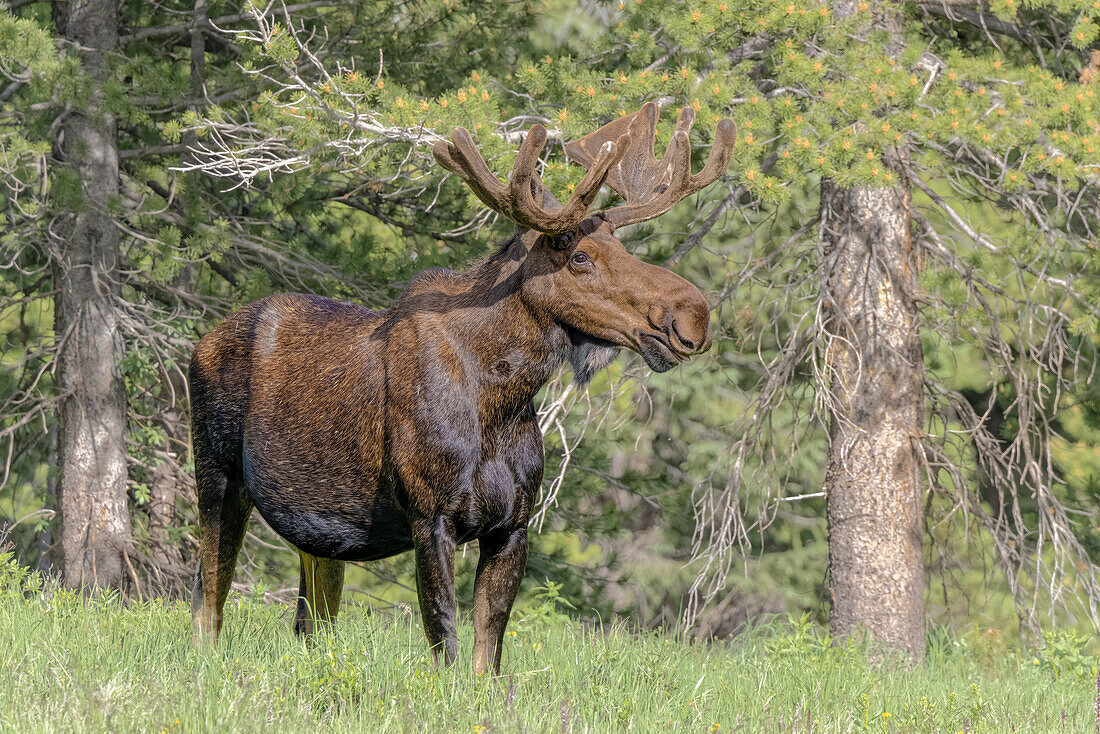 Bull moose USA, Colorado, Cameron Pass.