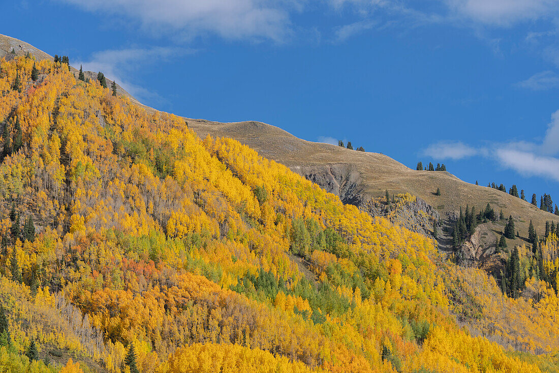 USA, Colorado, Uncompahgre National Forest. Aspens on mountainside in autumn.