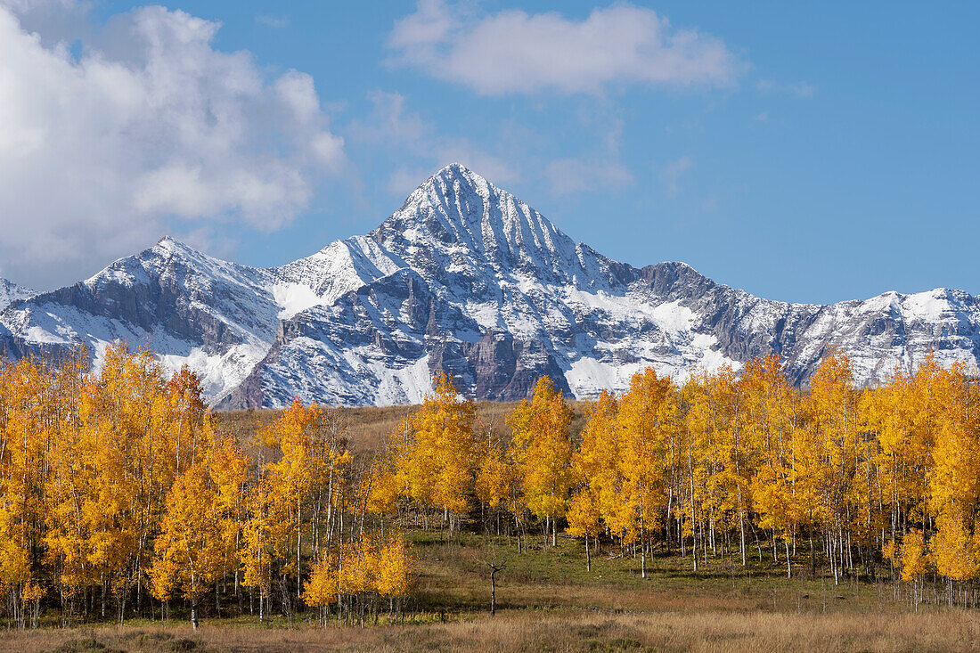 USA, Colorado, Uncompahgre National Forest. Wilson Peak and grove of aspen trees in autumn.