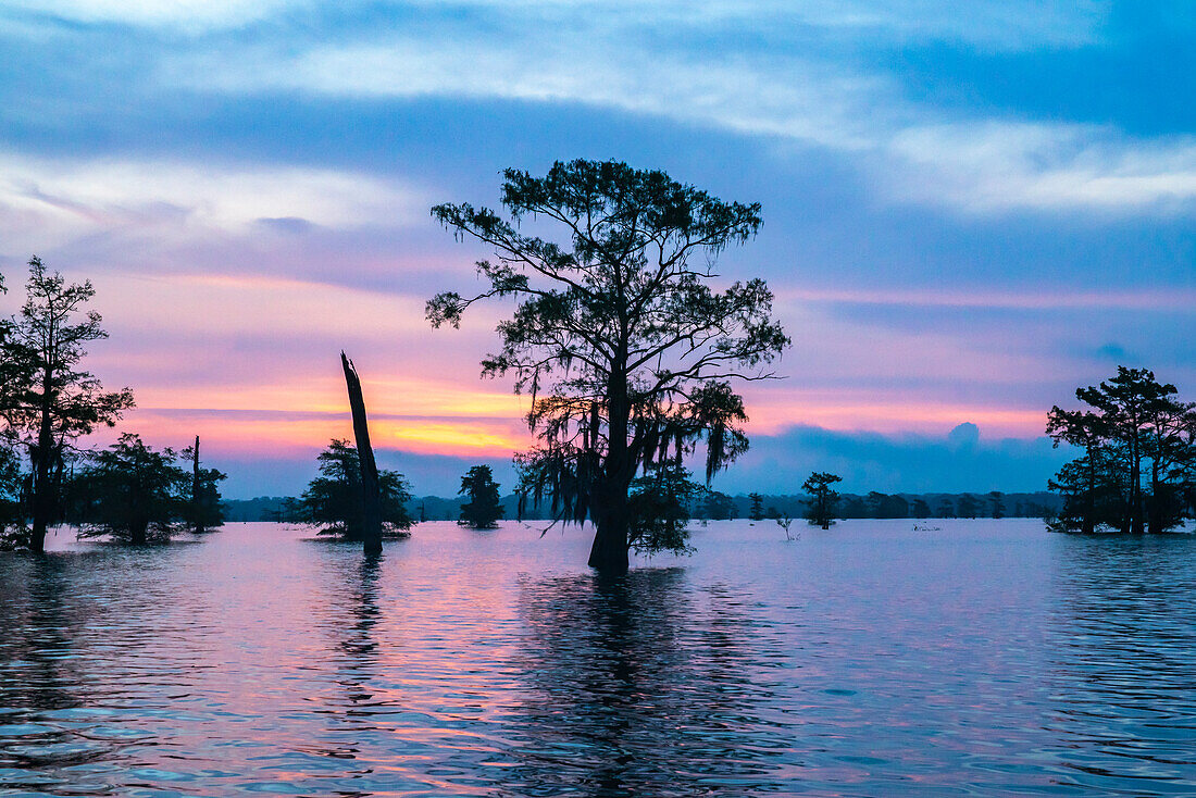 USA, Louisiana, Atchafalaya Basin, Atchafalaya Swamp, bald cypress and sunrise