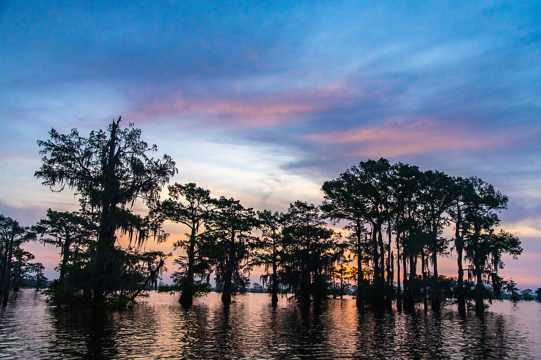 USA, Louisiana, Atchafalaya Basin, Atchafalaya Swamp. Cypress trees reflect on at sunrise.