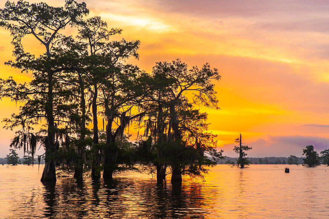 USA, Louisiana, Atchafalaya Basin, Atchafalaya Swamp. Cypress trees reflect on at sunrise.