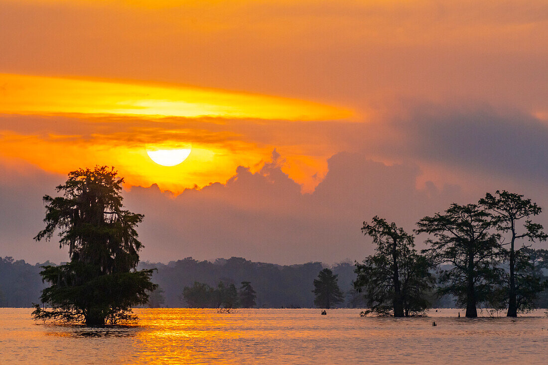 USA, Louisiana, Atchafalaya Basin, Atchafalaya Swamp. Cypress trees reflect on at sunrise.