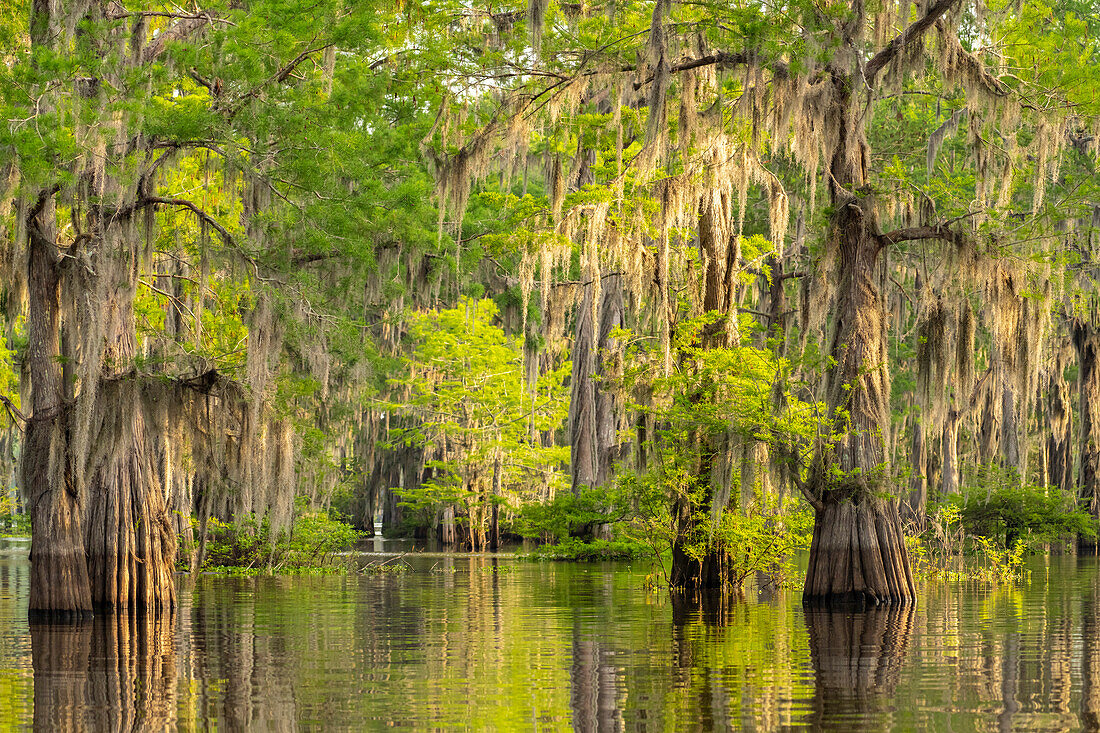 USA, Louisiana, Atchafalaya-Becken, Atchafalaya-Sumpf. Zypressen spiegeln sich im Sumpf.