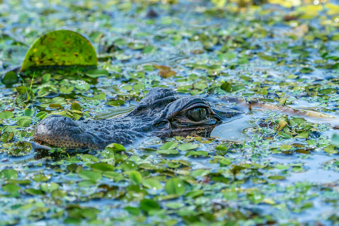 USA, Louisiana, Lake Martin. Head of alligator in swamp water.