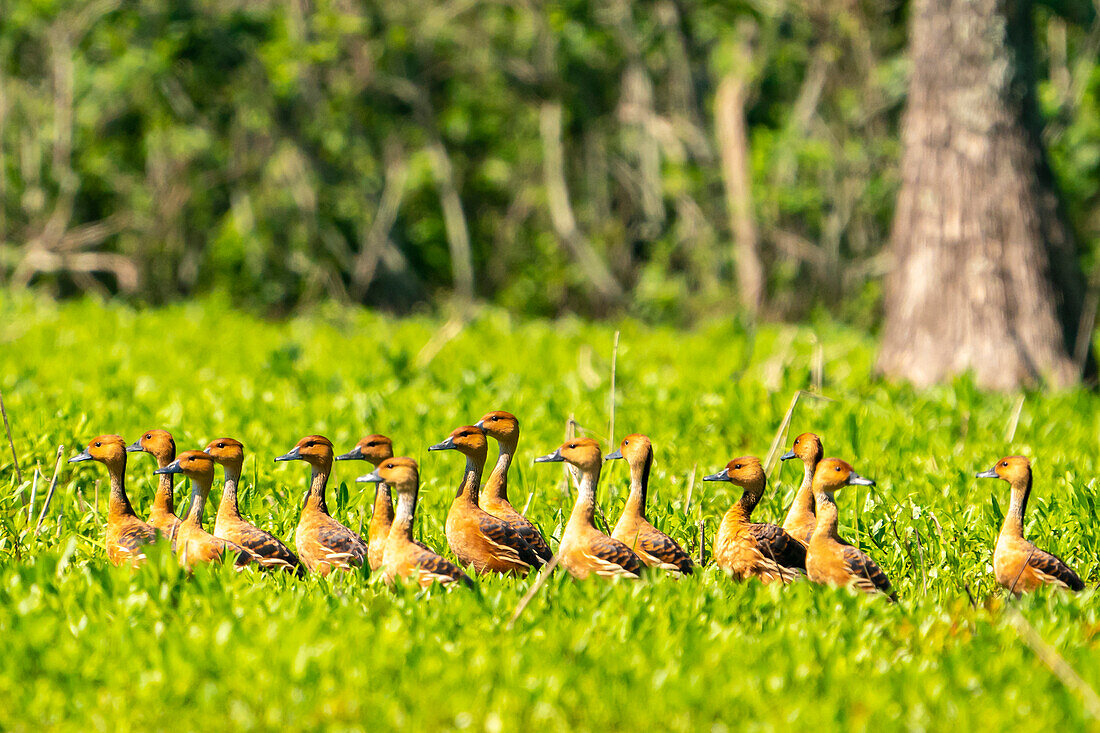 USA, Louisiana, Evangeline Parish. Fulvous whistling duck flock in grass.