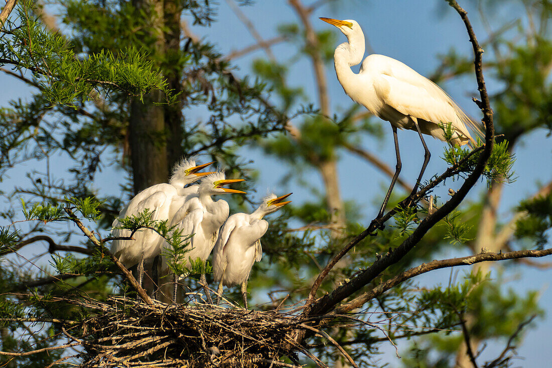 USA, Louisiana, Evangeline Parish. Great egret at nest with chicks.