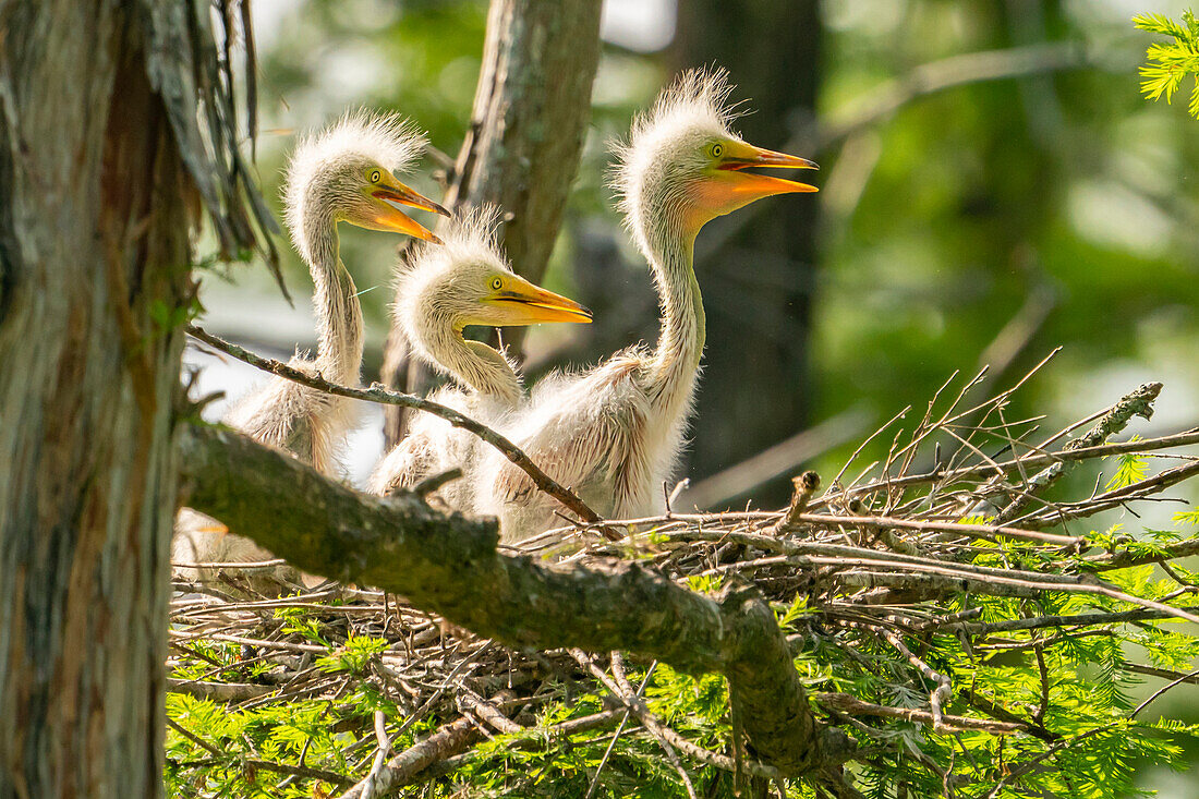 USA, Louisiana, Evangeline Parish. Great egret chicks in nest.